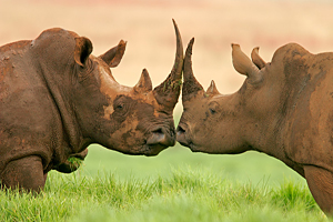 Kruger Park Tour - Rhino