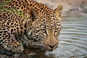 Kruger Park Tour - Leopard
